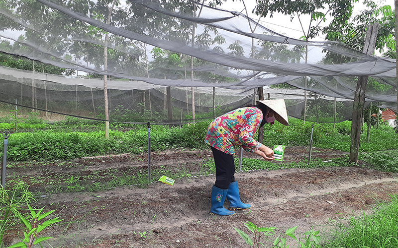 Chị Nguyễn Thị Nụ, hội viên chi hội 1, hội phụ nữ xã Đồng Nơ gieo hạt giống tại vườn nhà