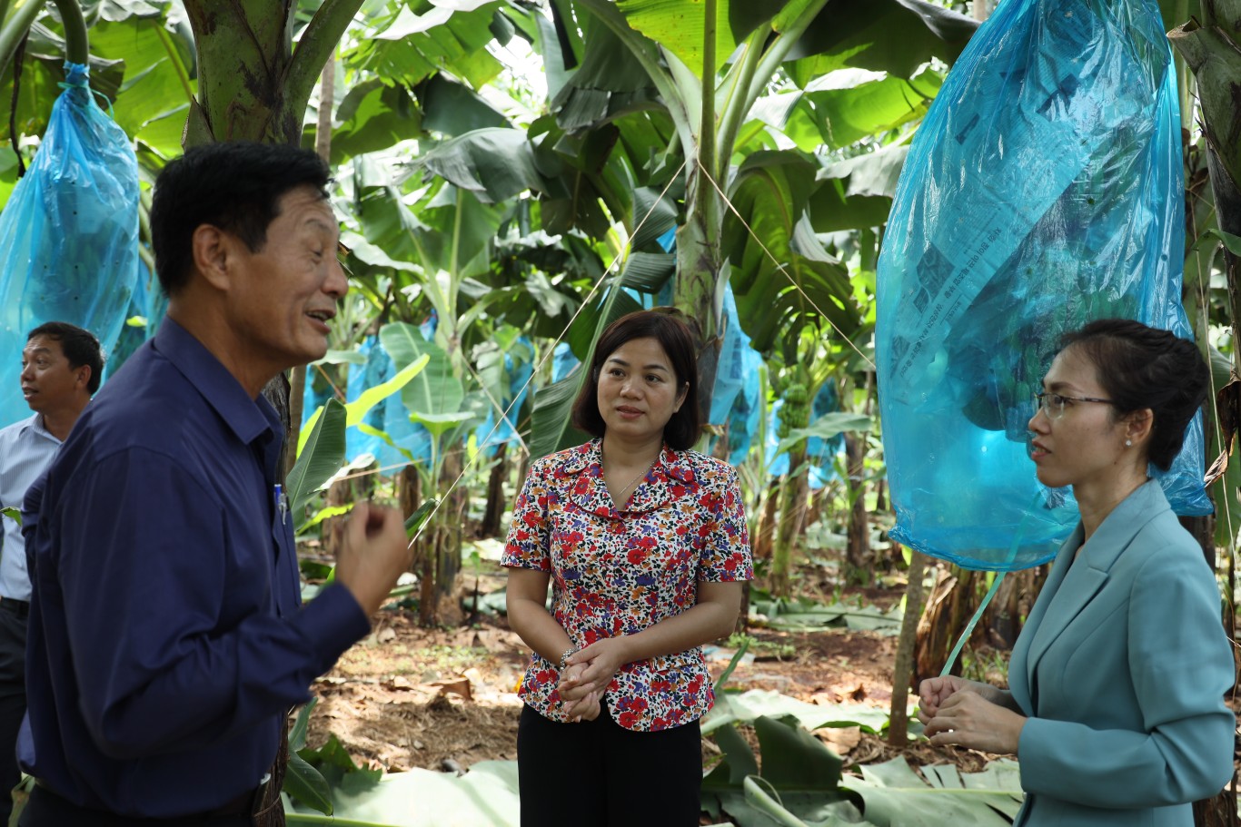 Lãnh đạo huyện Thăm mô hình trồng chuối Nam Mỹ tại xã Tân Hưng