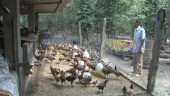 Gà ta thả vườn đang mang lại hiệu quả kinh tế cao cho Hội viên hợp tác xã Chăn nuôi Tân Hưng