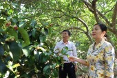 Đồng chí Quách Thị Ánh, Bí thư Huyện ủy thăm mô hình Hội quán trồng cây măng cụt xã Thanh Bình