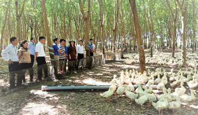 Phó Bí thư Thường trực Tỉnh ủy Huỳnh Thị Hằng và lãnh đạo huyện Hớn Quản thăm mô hình vịt xiêm thả vườn tại ấp Bù Dinh, xã Thanh An.