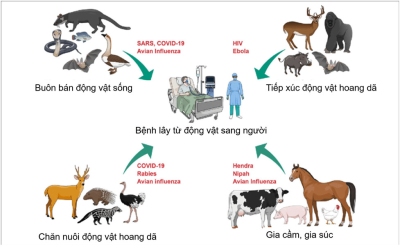 Ảnh minh họa: Các bệnh lây từ động vật sang người (nguồn: internet)