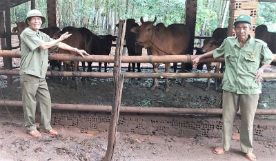 Mô hình chăn nuôi bò của hội viên Điểu Niêng - Chi hội ấp Hưng Phát. Ảnh: Đỗ Văn Bình.