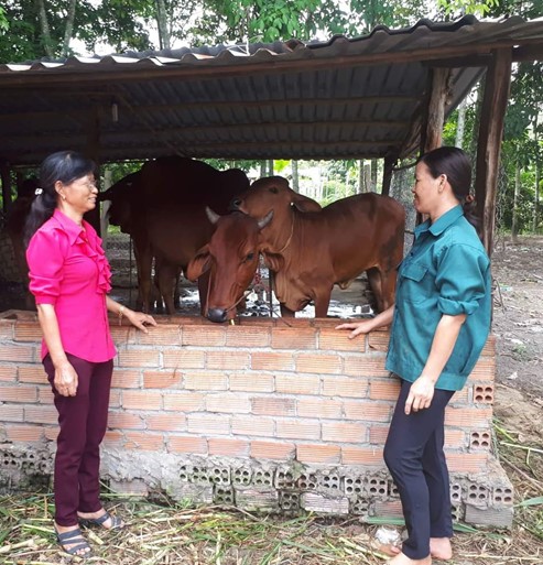 Chị Vũ Thị Do (áo xanh) vay vốn về nuôi bò ở ấp1, xã Tân Khai