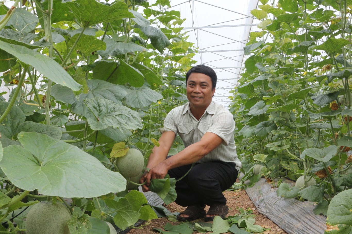 Mô hình dưa lưới, một sản phẩm cho hiệu quả kinh tế cao của HTX nông nghiệp hữu cơ Tân Khai.