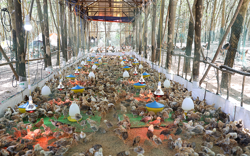 Hiệu quả từ mô hình nuôi gà thả vườn của gia đình ông Nguyễn Văn Kịch huyện Hớn Quản